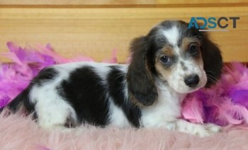 Dachshund puppies for sale