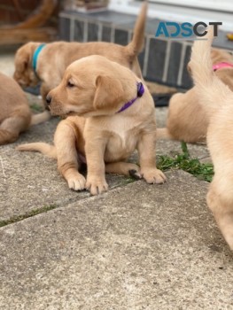 Labrador Pups