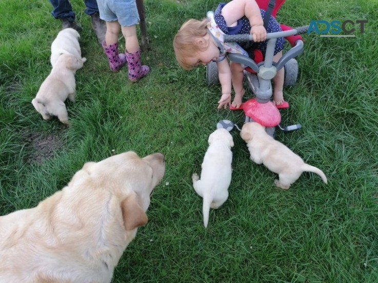 Labrador Pups