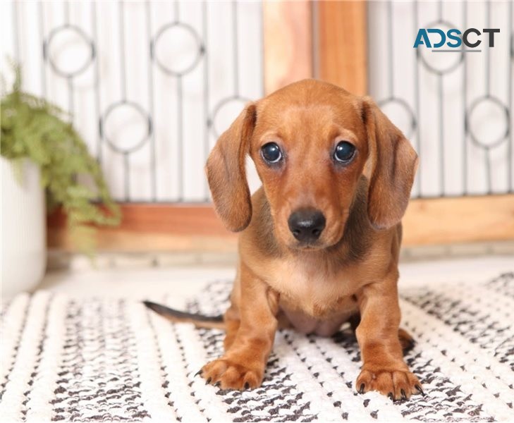 Dachshund puppies for sale