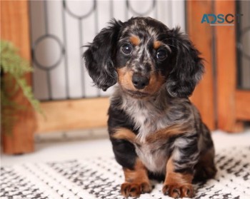 Dachshund puppies for sale