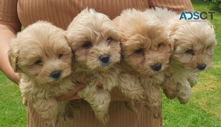 Beautiful Maltipoo Pups