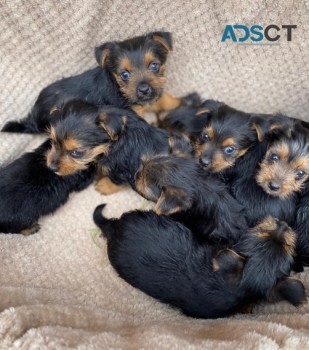 Yorkshire Terrier Puppies