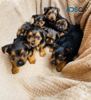 Yorkshire Terrier Puppies