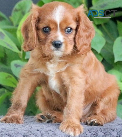  Cavalier King Charles puppies for sale