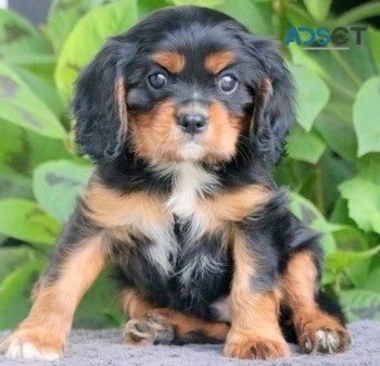  Cavalier King Charles puppies for sale