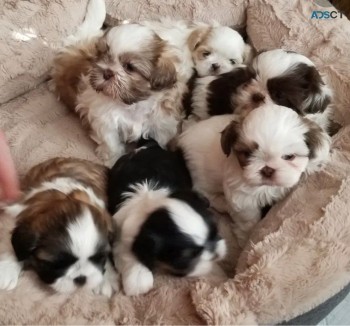 Shih Tzu  puppies 