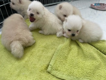 Pomeranian  puppies 