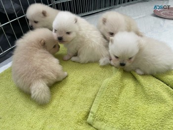 Pomeranian  puppies 