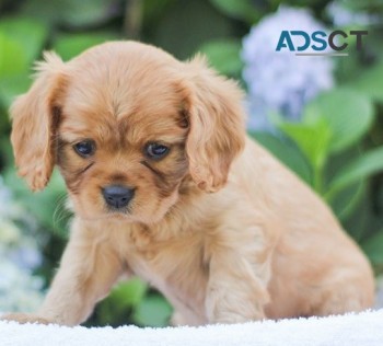 Cavalier King Charles puppies for sale