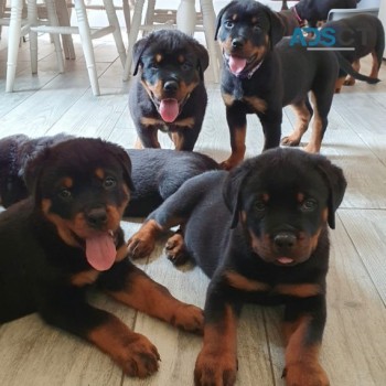 Rottweiler Puppies Ready Now