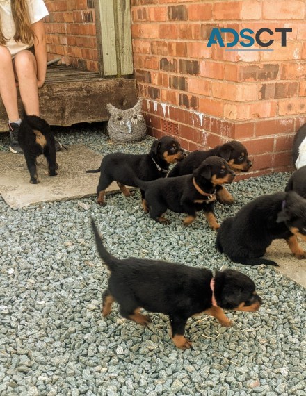 Rottweiler Puppies Ready Now