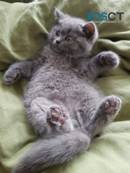 British Shorthair Kittens