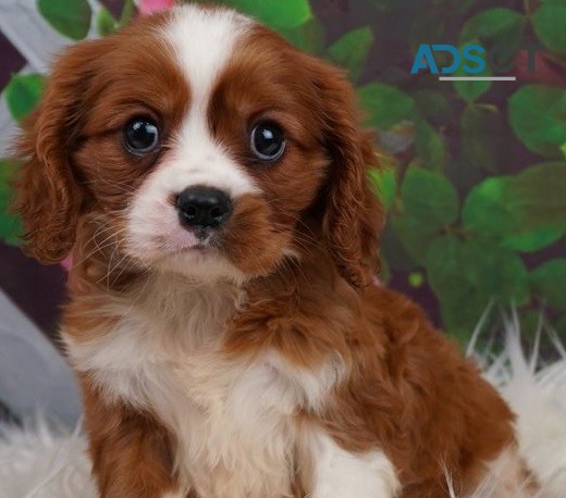 Cavalier King Charles puppies for sale