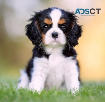 Cavalier King Charles puppies for sale