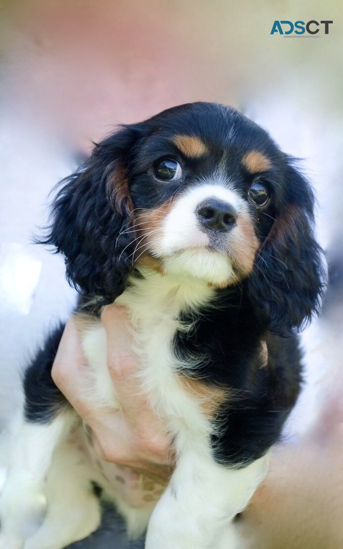 Cavalier King Charles puppies for sale