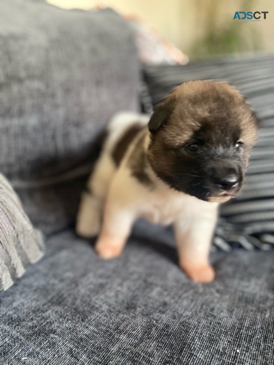 Akita Puppies