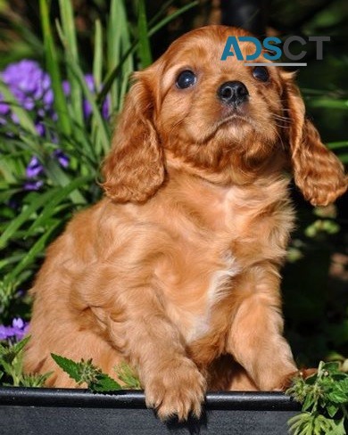 Cavalier King Charles puppies for sale