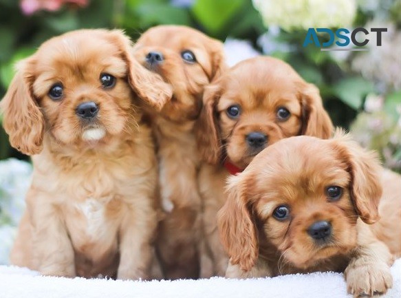 Cavalier King Charles puppies for sale