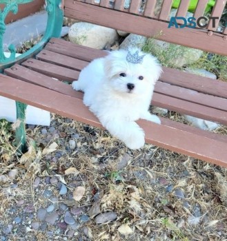 Super Adorable Maltese Puppies