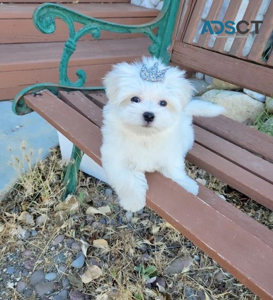 Super Adorable Maltese Puppies