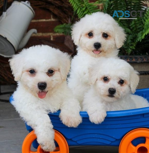 Bichon Frise  Puppies