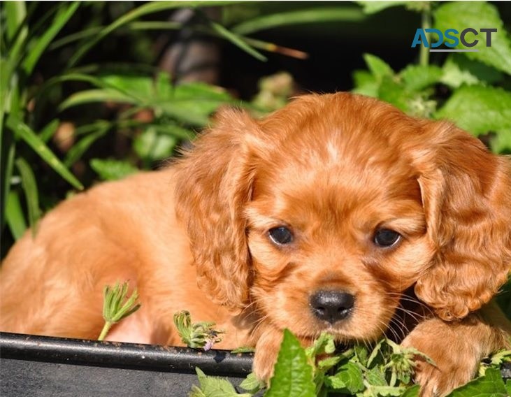 Cavalier King Charles puppies for sale