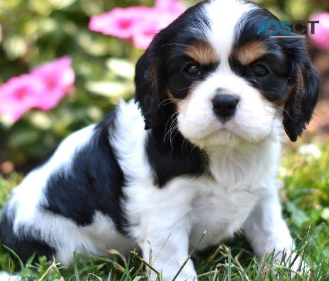 Cavalier King Charles puppies for sale