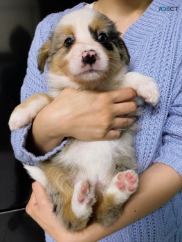 Beautiful Merle Border Collie puppies