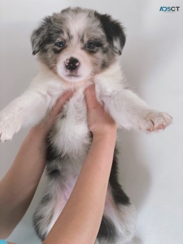 Beautiful Merle Border Collie puppies