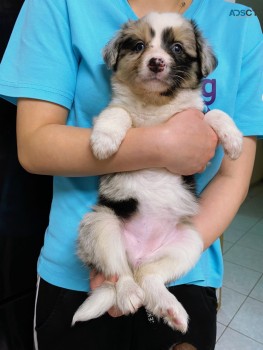 Beautiful Merle Border Collie puppies