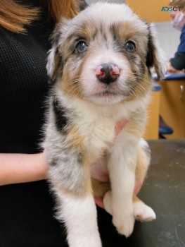 Beautiful Merle Border Collie puppies