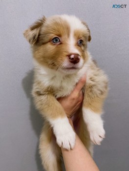 Beautiful Merle Border Collie puppies