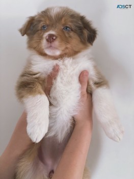 Beautiful Merle Border Collie puppies