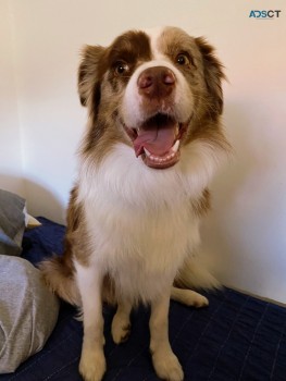 Beautiful Merle Border Collie puppies