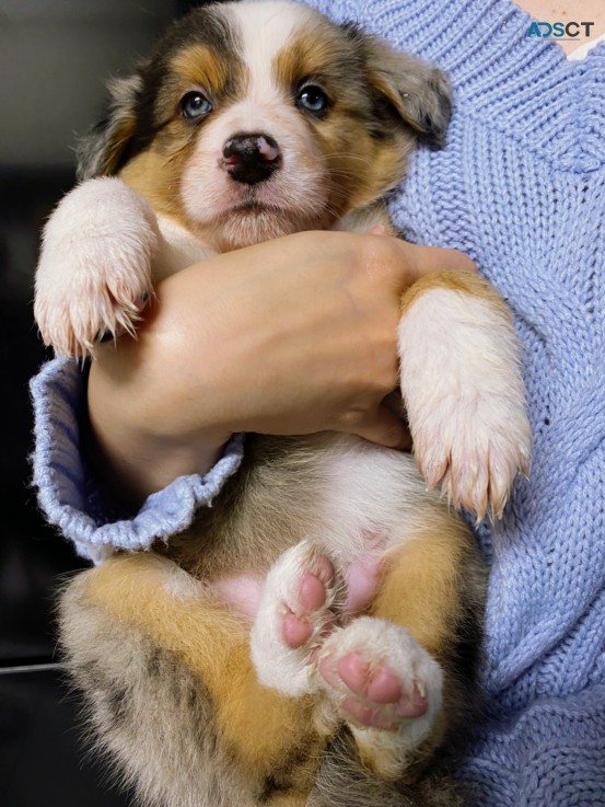 Beautiful Merle Border Collie puppies