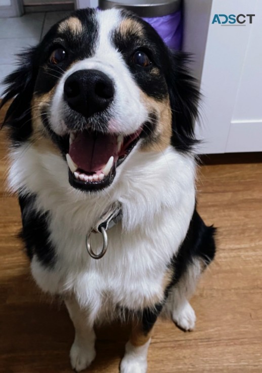 Beautiful Merle Border Collie puppies