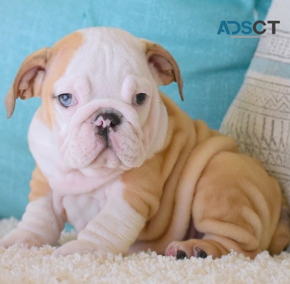 English Bulldog puppies for sale