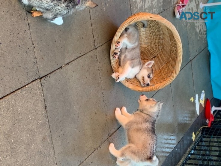 Siberian Husky Puppies