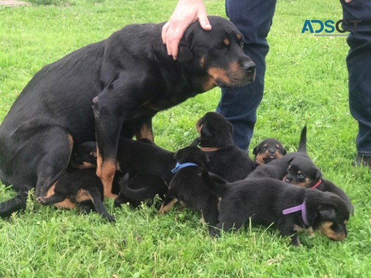 Beautiful Rottweilers Puppies