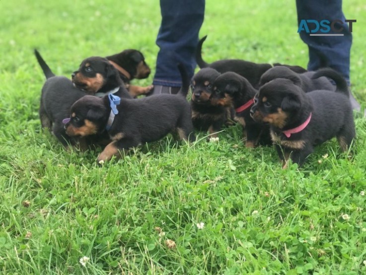 Beautiful Rottweilers Puppies