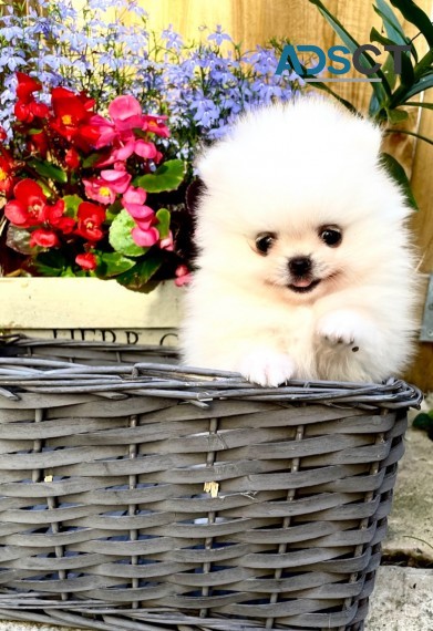 3 White  Pomeranians  Puppies