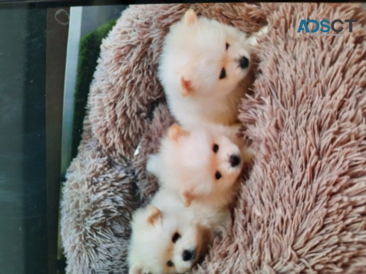 3 White  Pomeranians  Puppies