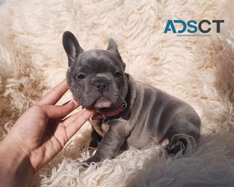 French Bulldog puppies for sale