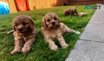 cavapoos puppies