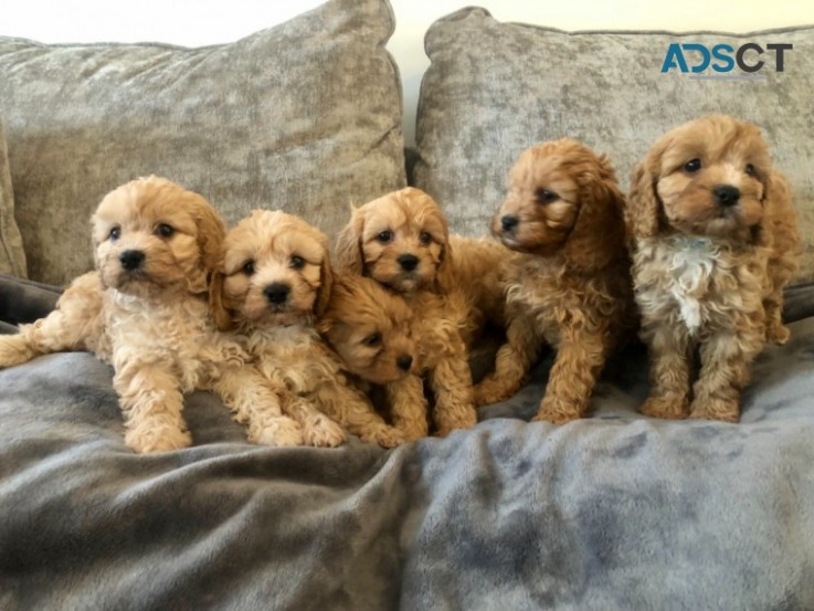 cavapoos puppies