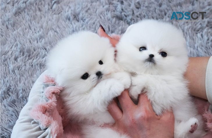 Awesome T-Cup Pomeranian Puppies 