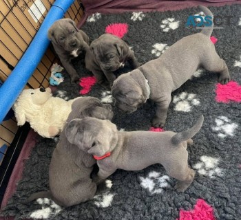 4 Stunning Female Cane Corsos For Sale