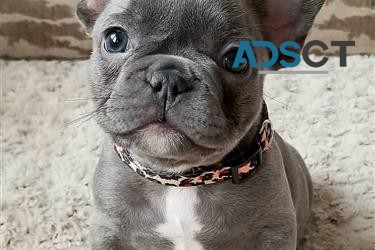 3 French bulldog puppies