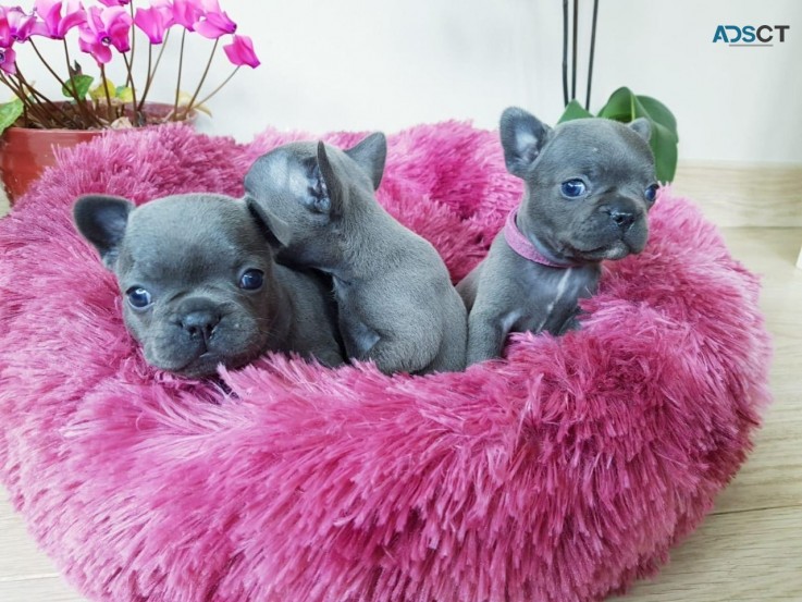 French Bulldog puppies Available Now